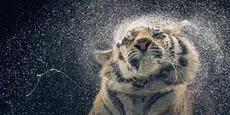 A Tiger Coming Out Of Water Animal HD Wallpaper