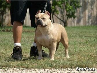 Pitbull Baby