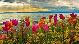 Springtime Desktop Wallpaper
