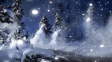 White Christmas Pine Trees Wallpaper