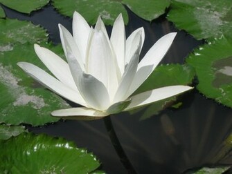 Water Lilies Flowers Wallpaper