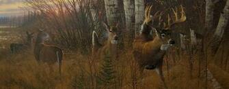 Hunting Whitetail Wallpaper HD Big Whitetails