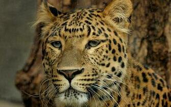 Big Cat Meditating Wallpaper Stock Photos