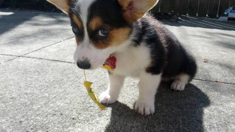 Animal Corgi HD Wallpaper