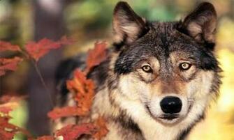 Zoomen Screenshot Von Wolves Wallpaper F R Android