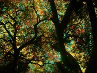 Gallery Trippy Nature Wallpaper
