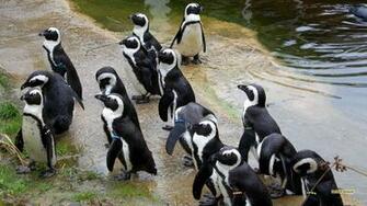 African Penguin Or Black Footed Barbaras HD Wallpaper