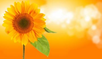 Sunflower 8k Ultra HD Wallpaper