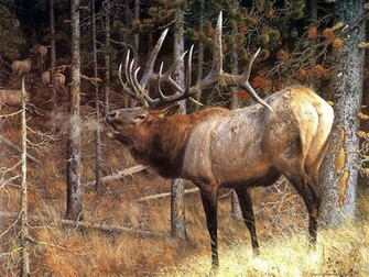 Find The Biggest Animals Kingdom And In World