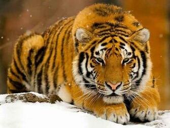 The Best Top Desktop Tiger Wallpaper HD Jpg