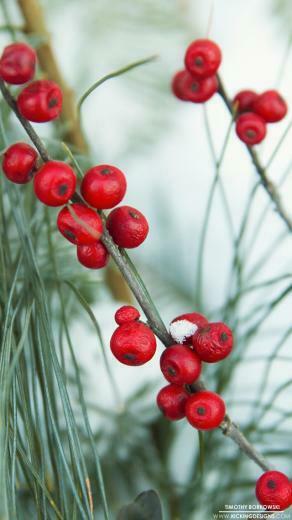 Winter Berries Wallpaper Background Kicking Designs