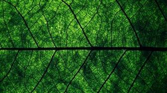 Tree Leaf Wallpaper Green Background Pictures And Image
