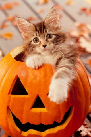 Cute Cat Halloween iPhone Wallpaper 3d