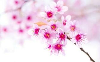 Sakura Flower Wallpaper