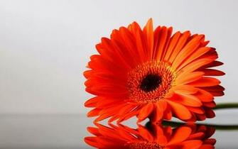 Orange Flower Development