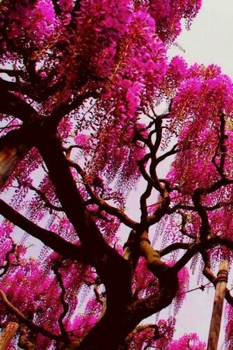 Pink Nature Tree Wallpaper iPhone iPhonewallpaper