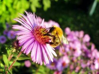 Honey Bee Wallpaper HD