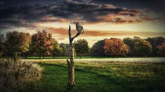 Lonely Owl Wallpaper By Martz90