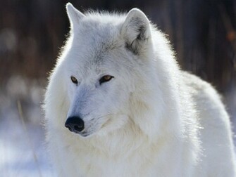 White Wolf Wallpaper HD Desktop