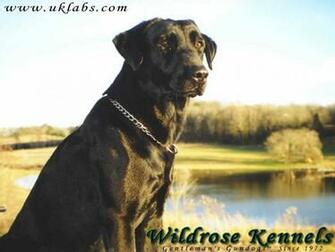 Wildrose Kennels Montly Retriever Wallpaper