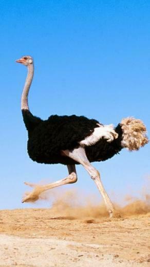 Ostrich Running Fast Hq Wallpaper For iPhone Site