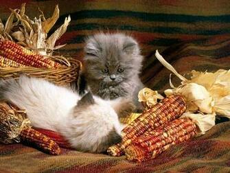 Kittens Screensaver Gallery Image Of