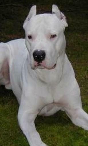 Dogo Argentino Wallpaper For Android By Popov