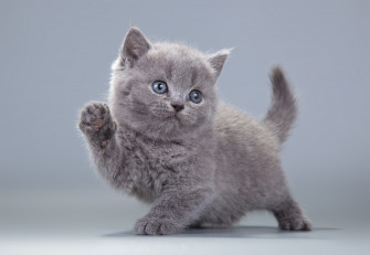 Baby Animal Kitten Cat 4k Ultra HD Wallpaper By