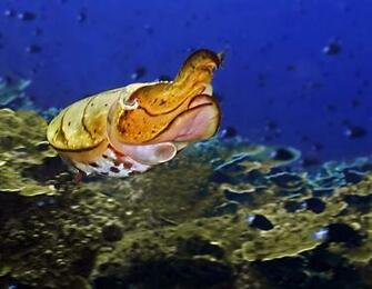 Cuttlefish Wallpaper