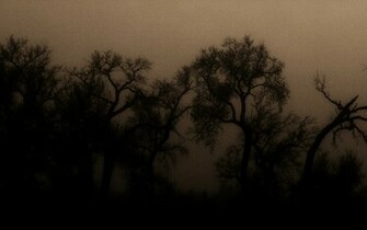 Creepy Sepia Treescape Texture Wallpaper