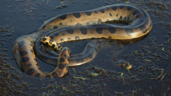 Anaconda Wallpaper