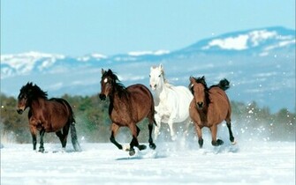 Horse Photos Pictures