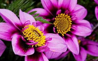 Wallpaper Screen Savers Dahlia2 Screensavers