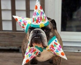 Funny Happy BirtHDay HD Wallpaper