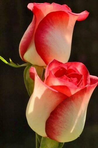 Most Beautiful Lovely Flowers Wallpaper Ecopetit Cat