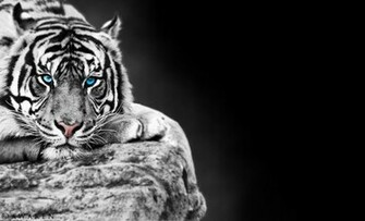 White Tiger Background By Silentdesolation