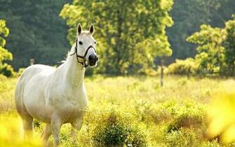 Horses HD Wallpaper Collections