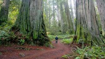 Redwood Forest Wallpaper
