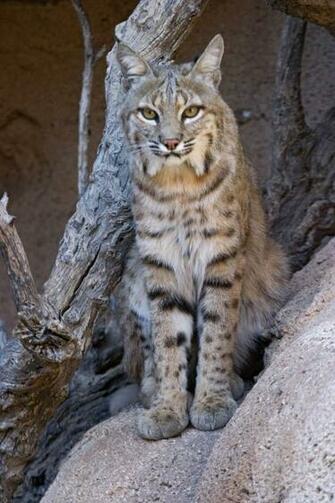Love U Wallpaper Bobcat