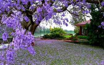 Spring Wallpaper HD Early