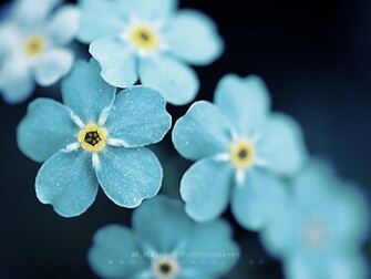 Beautiful Light Blue Petals Of Flower