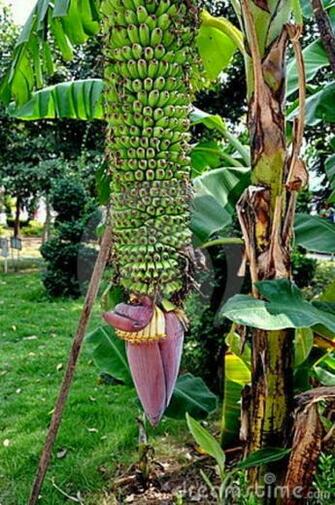 Banana Tree HD Wallpaper Image Trees