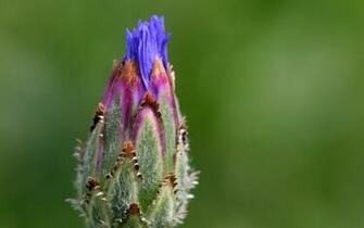 Blue Wild Flower Opening Wildflowers Background Pixels