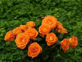 Rose Wallpaper Beautiful Roses Bouquets