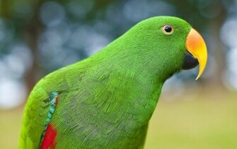 HD Parrot Wallpaper With A Picture Of Beautiful Green