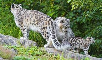 Image Hosting Big Cats Wallpaper Chai3721post Jpg