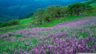 Field Of Purple Flowers Wallpaper