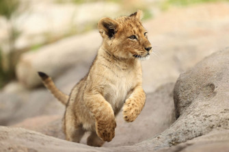 Baby Lion Wallpaper
