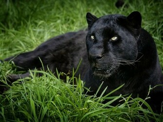 Black Panther Background