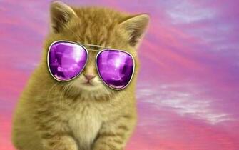 Cool Cat For Luna High Quality And Resolution Wallpaper